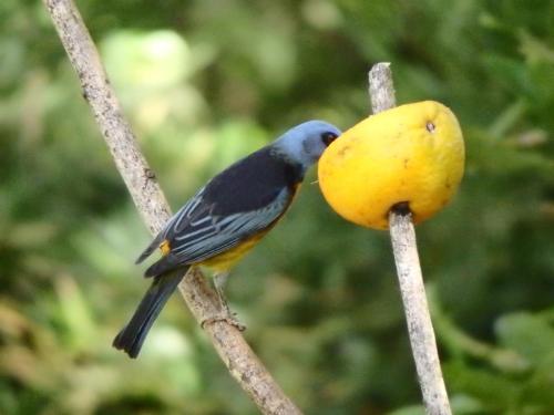 Zvířata v chaty nebo okolí