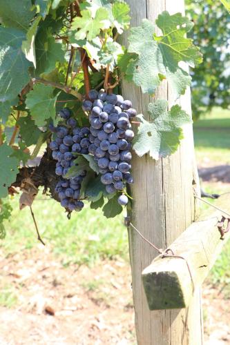 a bunch of grapes hanging from a pole at Romantic Wine Estate Stay in The Midlands in Howick