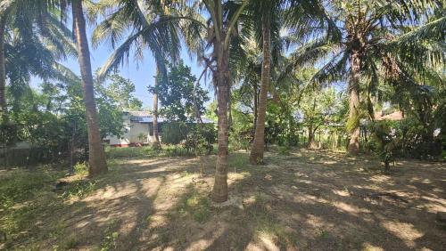 a group of palm trees in a yard at Nilaveli house Stay in Kumpurupiddi