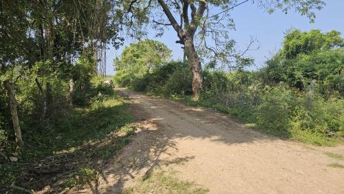 a dirt road with trees on either side at Nilaveli house Stay in Kumpurupiddi