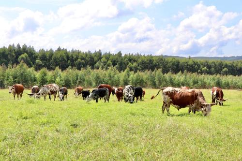 a herd of cows grazing in a field of grass at Romantic Wine Estate Stay in The Midlands in Howick