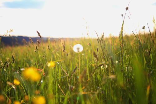 a white flower in the middle of a field of grass at Naturpension Max-Hütte in Breitenbrunn