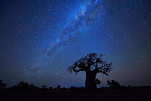 a tree in a field with a starry sky at Kolokolo Safari Home - Mashatu Game Reserve in Lentswelemoriti