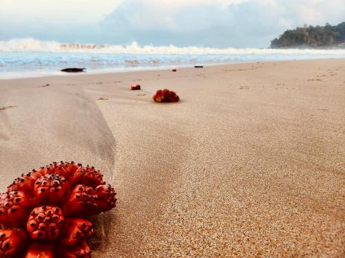 a red flower on the sand on the beach at Seven Shape Resort - Talalla in Talalla