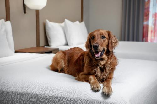 Domácí mazlíčci ubytovaní s hosty v ubytování Fairfield by Marriott at Lakewood Ranch - Sarasota