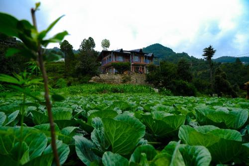 a house in the middle of a field of cabbage at Saanidhya Homestay in Mukteswar