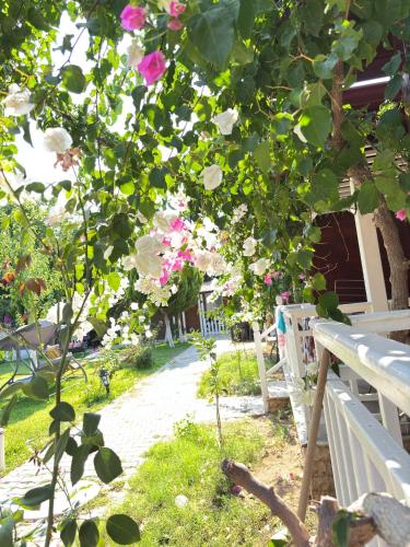 a tree with pink flowers next to a bench at ŞAH apart in Kemer