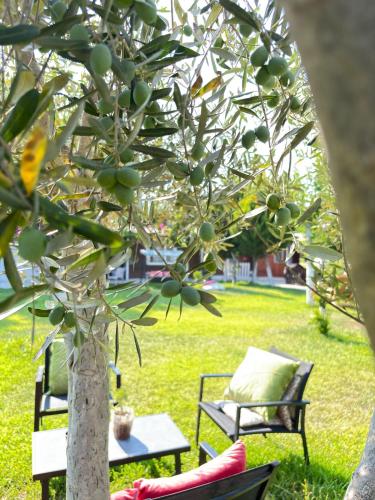 a tree with fruit on it in a yard at ŞAH apart in Kemer