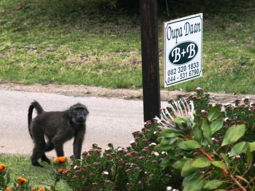 a small monkey walking down a street next to a sign at Bookings By Oupa Daan in Natureʼs Valley