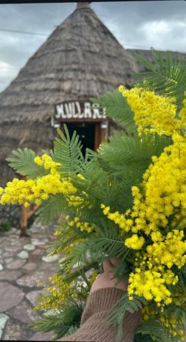 a bunch of yellow flowers in front of a building at Bujtinat te Mullari 