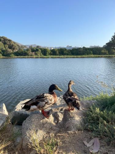 two ducks sitting on a rock by the water at Casa familiar cerca de la playa in La Laguna Zapallar