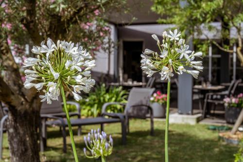 two white flowers in a yard next to a bench at Logis Hôtel l'Amandier in Morlaas