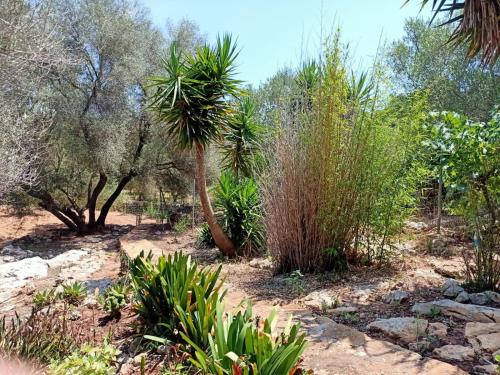 a garden with a palm tree and plants at El Antojito in Cabanes