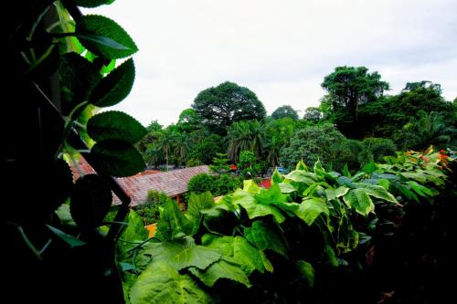 a garden filled with lots of green plants at The Tugu Residence in Sawah