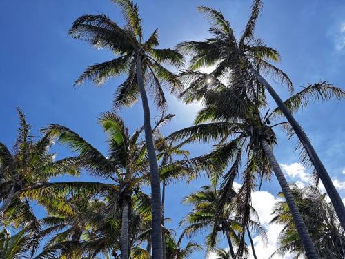 a group of palm trees against a blue sky at Shores at Waikoloa 132 Hale Kai in Waikoloa