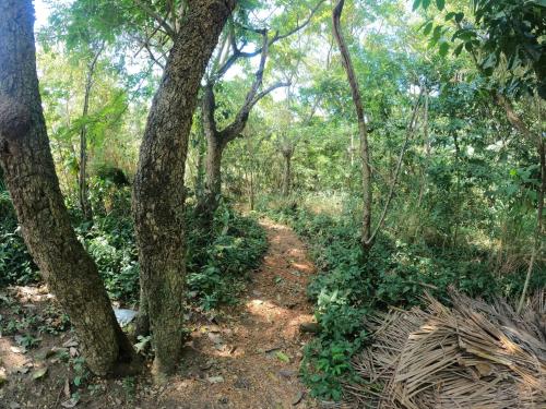 a dirt trail through a forest with trees at Mantra camping hostel in Tarapoto