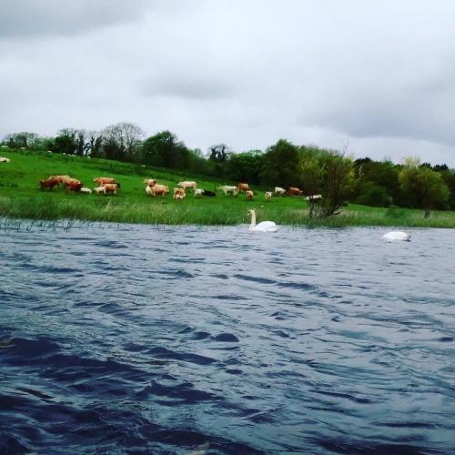 a group of cows in a field next to a river with swans at Cois na hÉirne - Log Cabin I Lake View I Hot Tub in Belturbet