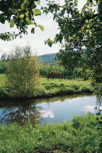 a horse grazing in a field next to a pond at Mahiya Vitriv in Staryy Sambor