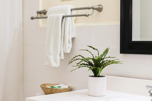 Un baño con toallas blancas y una planta en un lavabo. en Hotel Partenon Beach, en La Ceiba