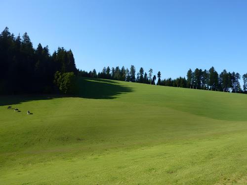 a group of animals grazing on a lush green field at Haus Harter in Wolfach