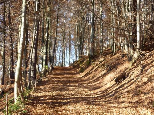 a dirt road in a wooded area with trees at Haus Harter in Wolfach