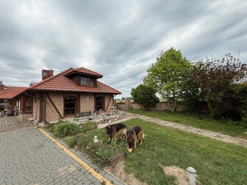 two dogs standing in the yard of a house at Agroturystka Jaśkowo 