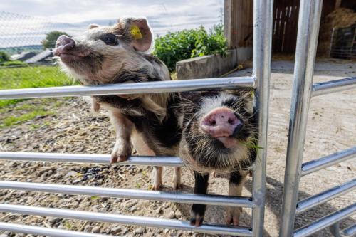 two pigs are standing behind a fence at Uelis-Stoeckli Gästezimmer mit Billard und Lamatrekking in Meikirch