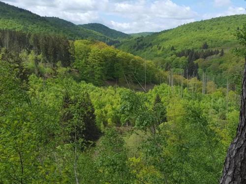an aerial view of a lush green forest at Wohnung in Frankenberg für Radfahrer in Frankenberg