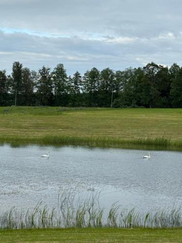 three swans swimming in a pond in a field at Vasara in Rušenīca