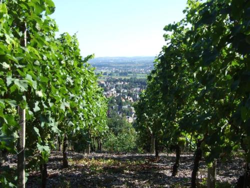 a row of trees with a city in the background at "Spitzhausblick" in het Huis Felix in Radebeul