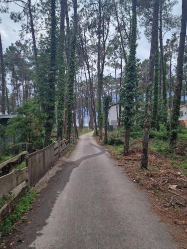 an empty road with trees on either side at Magnetoria in Urekis Sadguri