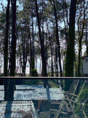 a person walking on a glass walkway in front of trees at Magnetoria in Urekis Sadguri
