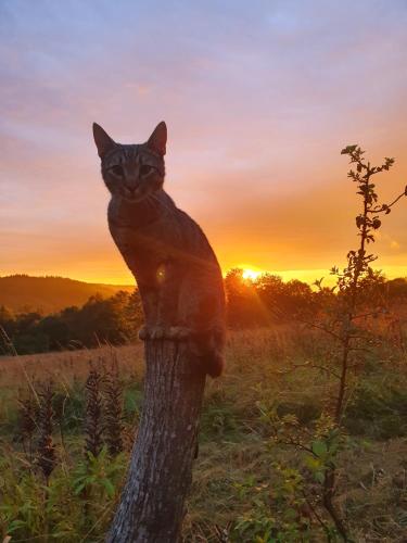 a cat statue sitting on a tree trunk at sunset at Rezydencja Bukowy Dwór in Czarna