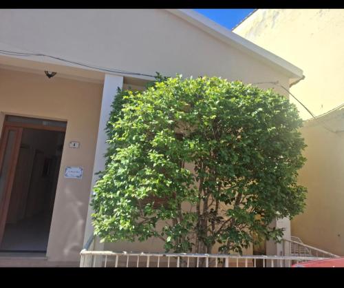 a large green bush in front of a building at Casa Anna in Padru