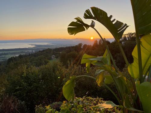 a view of the ocean at sunset from a mountain at Charmante Bungalows mit Traumaussicht in Wienacht-Tobel