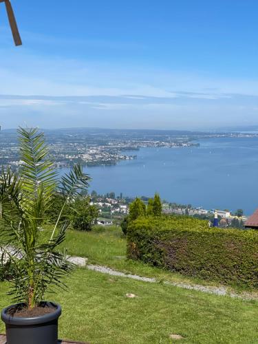a plant in a pot on a field with a view of the water at Charmante Bungalows mit Traumaussicht in Wienacht-Tobel