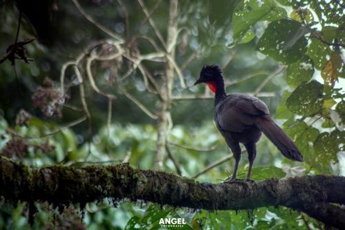a bird standing on a tree branch at Bosque De Niebla Casa Rural in La Florida