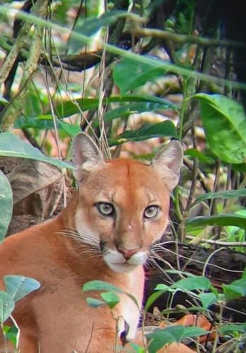 Animales en el bed and breakfast o alrededores