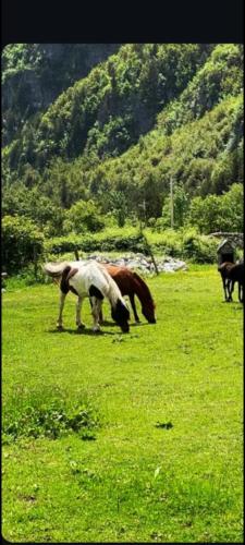 Mikel Center Theth Guesthouse