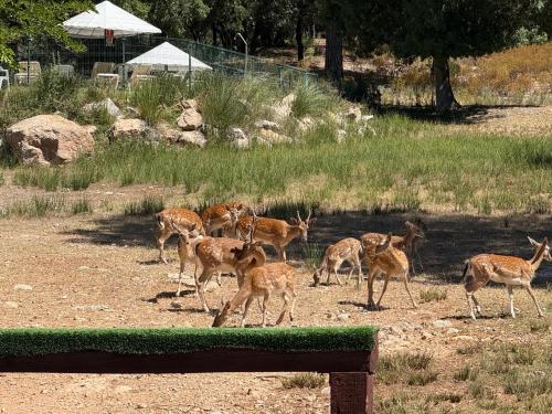 Apartamentos Rurales el Chaparral