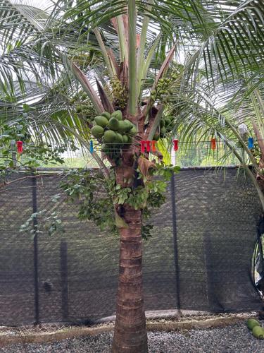 Κήπος έξω από το Casa Teo número 2