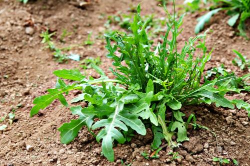 a green plant on the ground in the dirt at Il Raduno in Tramonti