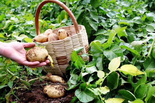 a person holding a basket with a bunch of mushrooms at Il Raduno in Tramonti