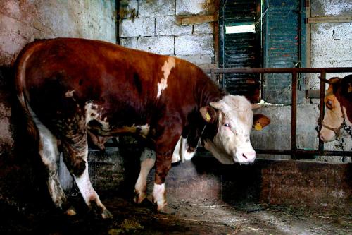 a brown and white cow standing in a barn at Il Raduno in Tramonti