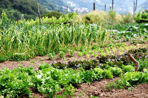 a garden with lettuce and other plants in a field at Il Raduno in Tramonti