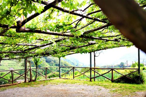 a view of a tree with a fence at Il Raduno in Tramonti