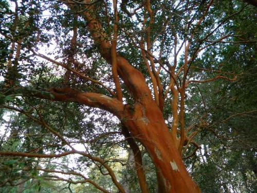 a close up of a tree with many branches at Cabañas Valle del Río in Curacautín