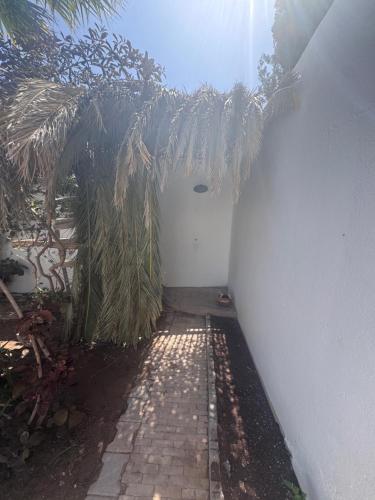 a hallway with a palm tree in a house at Dar D'art Luz Galerie Boutique Guest house in Ghazoua