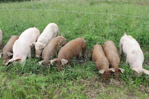 a group of pigs in a field behind a fence at Hof van Kleeberg in Mechelen