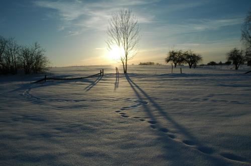 a tree in a snowy field with the sun behind it at Przystanek Rospuda in Sucha Wieś